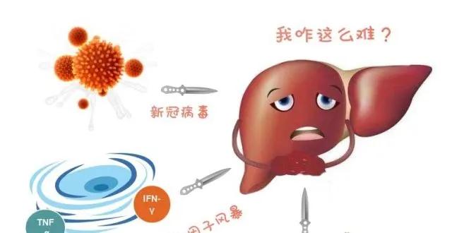 金葵古方：向日葵花盤中提取的成分，能有效扼制痛風(fēng)，還大家健康身體！